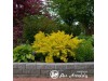 Raugerškis tunbergo ,Golden Dream' (lot. Berberis thunbergii) 
